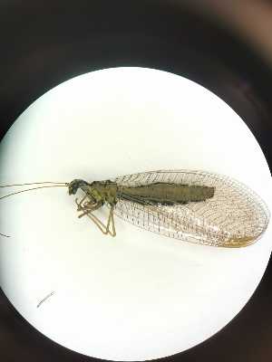  ( - CHR_40)  @11 [ ] Unspecified (default): All Rights Reserved  Unspecified Unspecified