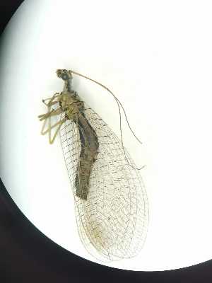  ( - CHR_41)  @11 [ ] Unspecified (default): All Rights Reserved  Unspecified Unspecified