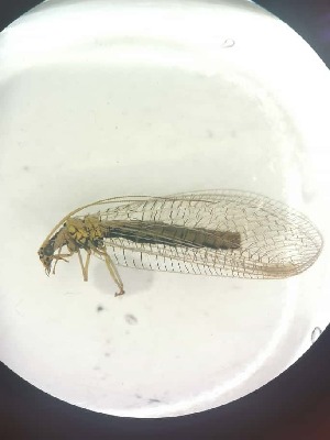  ( - CHR_7)  @11 [ ] Unspecified (default): All Rights Reserved  Unspecified Unspecified