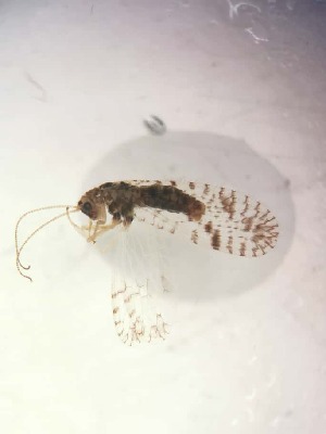  ( - HEM_36)  @11 [ ] Unspecified (default): All Rights Reserved  Unspecified Unspecified