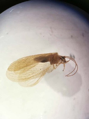  ( - HEM_51)  @11 [ ] Unspecified (default): All Rights Reserved  Unspecified Unspecified