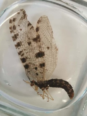  ( - OSM_1)  @11 [ ] Unspecified (default): All Rights Reserved  Unspecified Unspecified