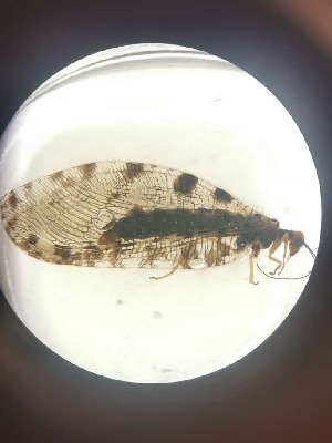  ( - OSM_2)  @11 [ ] Unspecified (default): All Rights Reserved  Unspecified Unspecified