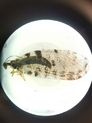  ( - OSM_3)  @11 [ ] Unspecified (default): All Rights Reserved  Unspecified Unspecified