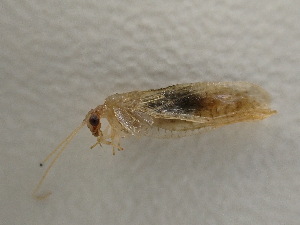  ( - Hemero1)  @11 [ ] CreativeCommons - Attribution Share-Alike (2025) Stephan Koblmueller Karl-Franzens University of Graz