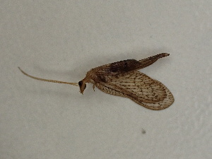  ( - Hemero2)  @11 [ ] CreativeCommons - Attribution Share-Alike (2025) Stephan Koblmueller Karl-Franzens University of Graz