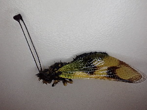  ( - Asc1)  @11 [ ] CreativeCommons - Attribution Share-Alike (2025) Unspecified Karl-Franzens University of Graz