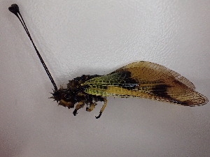  ( - Asc2)  @11 [ ] CreativeCommons - Attribution Share-Alike (2025) Unspecified Karl-Franzens University of Graz