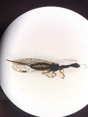  ( - RAP_14)  @11 [ ] Unspecified (default): All Rights Reserved  Unspecified Unspecified