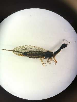  ( - RAP_15)  @11 [ ] Unspecified (default): All Rights Reserved  Unspecified Unspecified