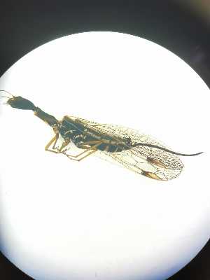  ( - RAP_18)  @11 [ ] Unspecified (default): All Rights Reserved  Unspecified Unspecified