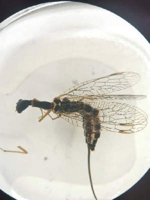  ( - RAP_5)  @11 [ ] Unspecified (default): All Rights Reserved  Unspecified Unspecified