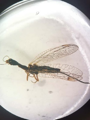  ( - RAP_9)  @11 [ ] Unspecified (default): All Rights Reserved  Unspecified Unspecified