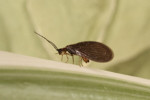  ( - SIS_1)  @11 [ ] Unspecified (default): All Rights Reserved  Unspecified Unspecified