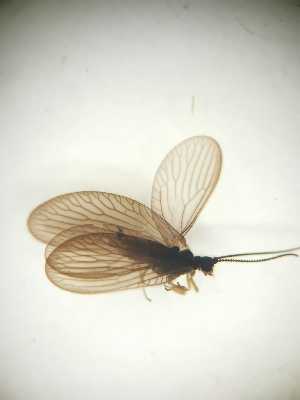  ( - SIS_12)  @11 [ ] Unspecified (default): All Rights Reserved  Unspecified Unspecified