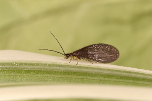  ( - SIS_2)  @11 [ ] Unspecified (default): All Rights Reserved  Unspecified Unspecified