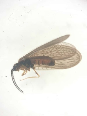  ( - SIS_3)  @11 [ ] Unspecified (default): All Rights Reserved  Unspecified Unspecified