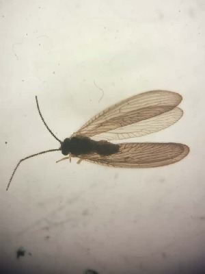  ( - SIS_4)  @11 [ ] Unspecified (default): All Rights Reserved  Unspecified Unspecified