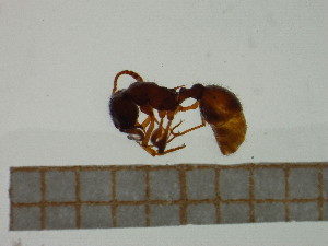  ( - BC-MTP-00077)  @12 [ ] CreativeCommons - Attribution Non-Commercial Share-Alike (2016) T. Deca&euml;ns University of Montpellier