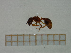  ( - BC-MTP-00005)  @12 [ ] CreativeCommons - Attribution Non-Commercial Share-Alike (2016) T. Deca&euml;ns University of Montpellier