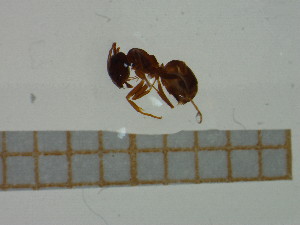  (Lasius casevitzi - BC-MTP-00040)  @12 [ ] CreativeCommons - Attribution Non-Commercial Share-Alike (2016) T. Decaëns University of Montpellier