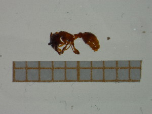  ( - BC-MTP-00047)  @12 [ ] CreativeCommons - Attribution Non-Commercial Share-Alike (2016) T. Deca&euml;ns University of Montpellier