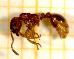  ( - BC-MTP-00105)  @12 [ ] CreativeCommons - Attribution Non-Commercial Share-Alike (2017) Rumsaïs Blatrix CEFE Lab