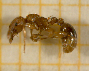  ( - BC-MTP-00114)  @12 [ ] CreativeCommons - Attribution Non-Commercial Share-Alike (2017) Rumsaïs Blatrix CEFE Lab