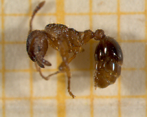  ( - BC-MTP-00117)  @12 [ ] CreativeCommons - Attribution Non-Commercial Share-Alike (2017) Rumsaïs Blatrix CEFE Lab