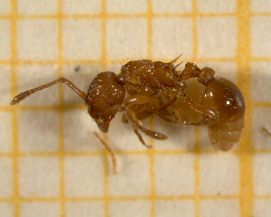  ( - BC-MTP-00119)  @12 [ ] CreativeCommons - Attribution Non-Commercial Share-Alike (2017) Rumsaïs Blatrix CEFE Lab