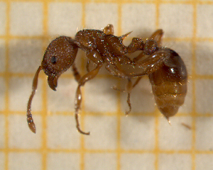  ( - BC-MTP-00123)  @12 [ ] CreativeCommons - Attribution Non-Commercial Share-Alike (2017) Rumsaïs Blatrix CEFE Lab