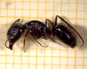  (Camponotus aethiops - BC-MTP-00184)  @15 [ ] CreativeCommons - Attribution Non-Commercial Share-Alike (2017) Rumsaïs Blatrix CEFE Lab
