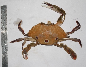  ( - LQDWL-MP1415-CRAB-034)  @11 [ ] Copyright (2014) Gujarat Biodiversity Gene Bank, GSBTM, DST, GoG Gujarat Biodiversity Gene Bank, GSBTM, DST, GoG