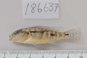  (Pharyngochromis acuticeps - RB12-A003)  @13 [ ] CreativeCommons - Attribution Non-Commercial Share-Alike (2012) SAIAB SAIAB