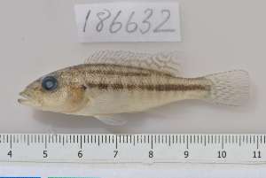  (Serranochromis sp - RB12-A027)  @14 [ ] CreativeCommons - Attribution Non-Commercial Share-Alike (2012) SAIAB SAIAB