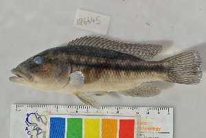  (Serranochromis robustus - RB12-A042)  @13 [ ] CreativeCommons - Attribution Non-Commercial Share-Alike (2012) SAIAB SAIAB