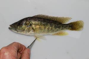  (Serranochromis - RB12-A150)  @15 [ ] CreativeCommons - Attribution Non-Commercial Share-Alike (2012) SAIAB SAIAB