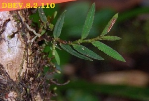  ( - DBEV.8.2.110)  @11 [ ] No Rights Reserved  Unspecified Unspecified