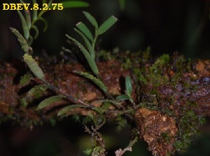  ( - DBEV.8.2.75)  @11 [ ] No Rights Reserved  Unspecified Unspecified