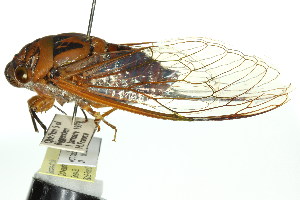 (Psaltoda brachypennis - 11ANIC-17076)  @11 [ ] CreativeCommons - Attribution (2011) ANIC/BIO Photography Group Centre for Biodiversity Genomics