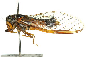  ( - 11ANIC-16761)  @14 [ ] CreativeCommons - Attribution (2011) ANIC/BIO Photography Group Centre for Biodiversity Genomics