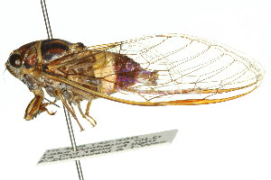  (Ewartia brevis - 11ANIC-16881)  @14 [ ] CreativeCommons - Attribution (2011) ANIC/BIO Photography Group Centre for Biodiversity Genomics