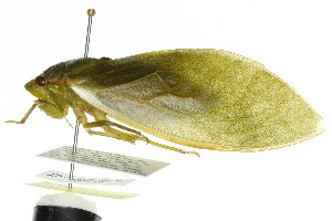  (Cystosoma saundersii - 11ANIC-16995)  @14 [ ] CreativeCommons - Attribution (2011) ANIC/BIO Photography Group Centre for Biodiversity Genomics