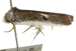  ( - CCDB-15746-H01)  @12 [ ] CreativeCommons - Attribution (2011) CSIRO/CBG Photography Group Centre for Biodiversity Genomics