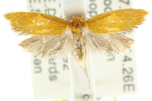  (Poliorhabda chrysoptera - CCDB-15755-D10)  @13 [ ] CreativeCommons - Attribution (2011) CSIRO/CBG Photography Group Centre for Biodiversity Genomics