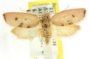  (Euchaetis sp. ANIC14 - CCDB-15763-F01)  @11 [ ] CreativeCommons - Attribution (2011) CSIRO/CBG Photography Group Centre for Biodiversity Genomics