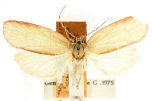  (Euchaetis inclusella - CCDB-15764-C04)  @11 [ ] CreativeCommons - Attribution (2011) CSIRO/BIO Photography Group Centre for Biodiversity Genomics