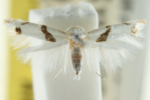  (Leucoptera plagiomitra - CCDB-15799-E04)  @11 [ ] CreativeCommons - Attribution (2011) CSIRO/CBG Photography Group Centre for Biodiversity Genomics