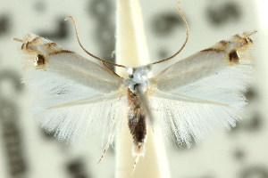  (Leucoptera sp. ANIC1 - CCDB-15799-G02)  @11 [ ] CreativeCommons - Attribution (2011) CSIRO/CBG Photography Group Centre for Biodiversity Genomics