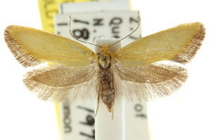  (Microbela allocoma - CCDB-15814-H06)  @14 [ ] CreativeCommons - Attribution (2011) CSIRO/CBG Photography Group Centre for Biodiversity Genomics